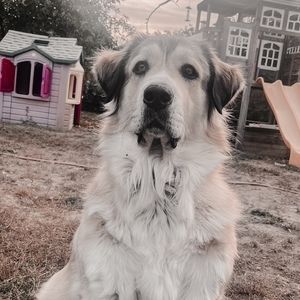 Meet your Posher, Benjamin